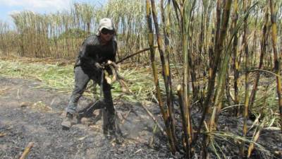 Un productor cosecha caña de azúcar en Honduras.