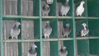 Una banda de narcos tenía en su poder un grupo de palomas mensajeras.