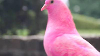 Wild Bird Fund informó que aunque existe una variedad de colores en las palomas, el rosado no es uno de ellos.
