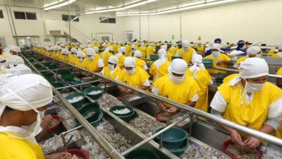 México bloqueó desde el pasado 24 de enero el mercado del camarón desde Honduras.