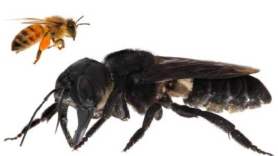 La abeja gigante de Wallace, conocida como raja ofu, que significa abeja rey.