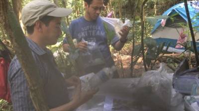 Los docentes del departamento de Biología efectúan los trabajos de identificación.
