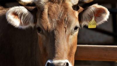 La miasis por gusano barrenador ocurre cuando la mosca Cochliomyia hominivorax deposita huevos sobre una herida y, al eclosionar, las larvas invaden el cuerpo del huésped. La<a rel=nofollow href=https://www.paho.org/es/temas/miasis-por-larvas-cochliomyia-hominivorax> Organización Panamericana de la Salud (OPS)</a> explica que se trata de un parásito obligado que necesita tejidos vivos para desarrollarse y que puede afectar a cualquier animal de sangre caliente, en su mayoría ganado, incluidos los seres humanos.