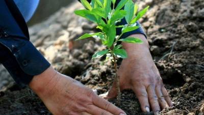 Plantar un árbol es una manera de <b>dar vida y construir futuro</b>. Los árboles son seres vivos que nacen y crecen para brindar beneficios ambientales que permiten el desarrollo de la vida en todas sus formas.
