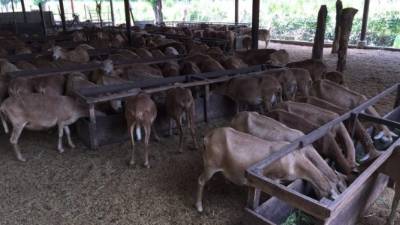 stados Unidos y la Unión Europea son los principales consumidores de este producto.