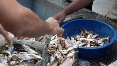 La lluvia de peces se dio en el sector Centro Poblado del municipio de Yoro.