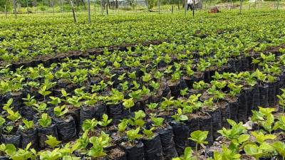 <i>El Plan Nacional de Renovación del Parque Cafetalero avanza para transformar la caficultura hondureña.</i>