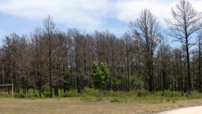 Alrededor de mil hectáreas de bosque en el país fueron destruidas por el insecto.