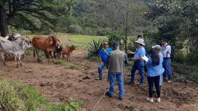 El brote se detectó en una finca.