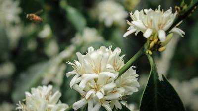 Las abejas son esenciales para la polinización de los cafetales, incrementando la productividad y mejorando la calidad del grano.