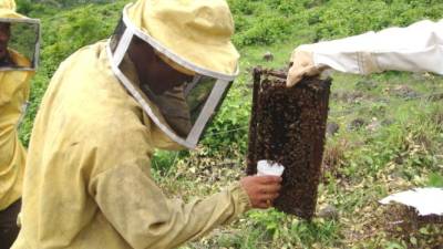 Dos apicultores extraen miel en una finca de Corquín, Copán.