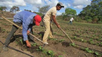 El sector agroalimentario en Honduras genera alrededor más de diez mil empleos directos.
