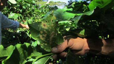 La nueva cepa de roya amenaza con extenderse por todo el país si no se toman la medidas preventivas necesarias.