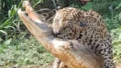 El Caimán despistado se conviertió en presa fácil de feroz jaguar