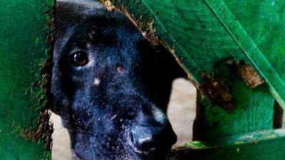 Con la mirada triste, este perrito espera que alguien lo vea, lo elija y le dé un lugar seguro. Amor y Abrigo alberga unos 600 perros en San Pedro Sula. El refugio enfrenta gastos de alimentación, cuidados y una constante llegada de animales.