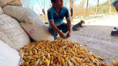 120 días de agua. Los pequeños productores que dependen de laslluvias necesitan más de 100 días para lograr una cosecha exitosa en las plantaciones de maíz.