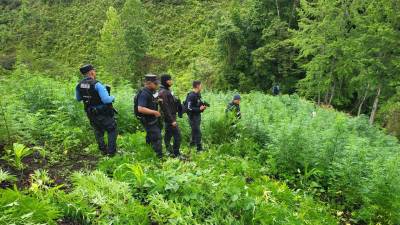 fotografía que muestra a agentes de la Policía Nacional de Honduras que hallaron la plantación de droga.