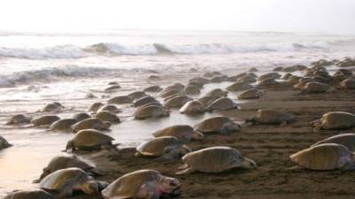 Con suerte es posible apreciar cientos de tortugas al mismo tiempo.