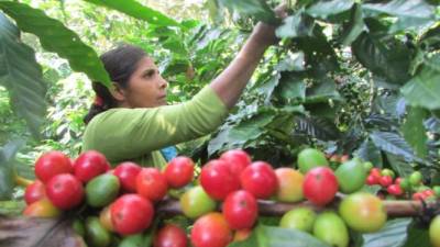 En los últimos años muchas fincas fueron afectadas por la roya del café, lo que no ha desanimado a los productores del occidente del país, quienes consideran que la solución al problema de esa plaga y el cambio climático no está en cambiar la variedad del grano que se cultiva, sino 'en cambiar de actitud', por eso siembran más.