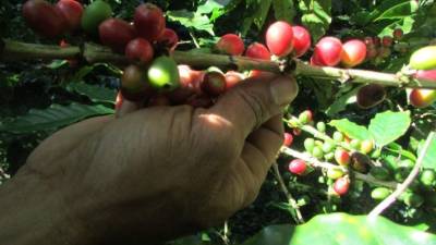 Asocicion compartir corte de cafe