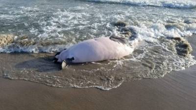 El insólito hallazgo se dio por parte de los residentes en la zona.