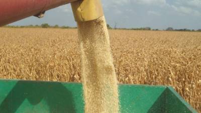 Los productores sembrarán en mayo de 2015 cuatro nuevas variedades híbridas de maíz