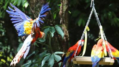 La Ceiba vivió una jornada histórica con la segunda liberación de guacamayas rojas en la cuenca del río Cangrejal, en un nuevo esfuerzo por la conservación de esta emblemática especie en Honduras.