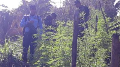 Los cultivos fueron destruidos por elementos de la Policía.