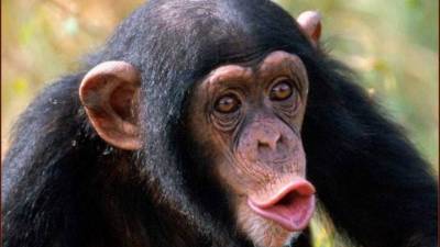 Tras varias semanas de entrenamiento los monos aprendieron a reconocerse en el espejo.