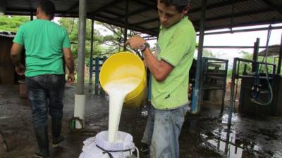 El sector lechero hondureño ha estado creciendo alrededor de 5% en los últimos años, con producciónes que oscilan entre 50 y 60 millones de litros.