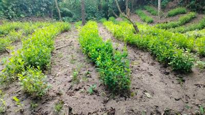 Las Fuerzas Armadas localizaron y aseguraron una plantación de 20 manzanas de sembradíos de estupefacientes.