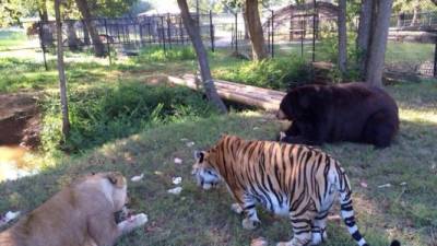 Los 3 animales fueron llevados a un refugio animal llamado, Noah's Ark (Arca de Noé), donde fueron alimentados y cuidados.