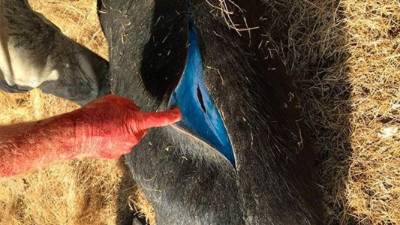 Tremenda sorpresa se llevó el hombre que mató a este cerdo al descubrir que tenía grasa color azul. Foto cortesía Imgur: GlendilTEK