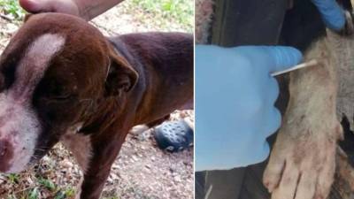 Los dos perros pitbulls que atacaron a Manuel Antonio Molina.