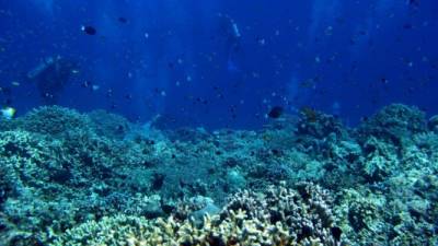 Las aguas superficiales donde los arrecifes de coral residen normalmente tienen concentraciones suficientemente altas de carbonato disuelto para que los corales calcifiquen sus esqueletos duros. EFE/Archivo