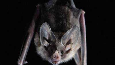 Los murciélagos de hocico de hoja son portadores de coronavirus, aunque no de la cepa que afecta ahora a los humanos.