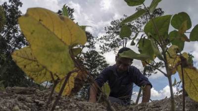 Imagen de Lepaera, Lempira, uno de los municipios más afectados.