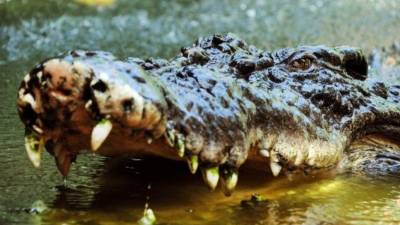 Los cocodrilos actualmente figuran en la lista roja de especies amenazadas de la Unión Internacional para la Conservación de la Naturaleza. Foto.EFE