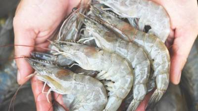 El camarón hondureño ha recibido una excelente aceptación, en el exigente mercado chino.