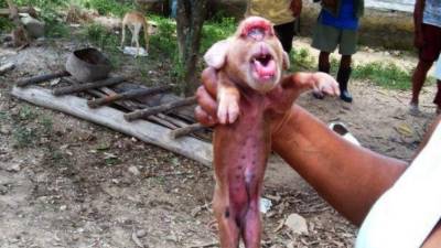 Una cerda parió en un pueblo del oeste de Cuba una camada de diez lechones de los que uno, a diferencia de sus hermanos, es de color pardo y tiene un rostro con facciones que se asemejan mucho a las de un mono, publicaron hoy medios de la isla.