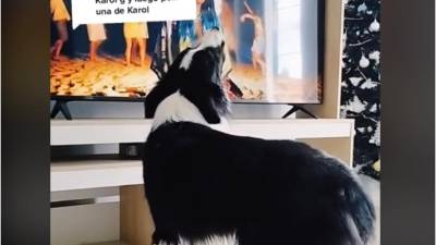 VIDEO: Perro fanático de Karol G se vuelve viral en TikTok