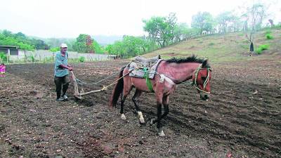 En Honduras se estima que son aproximadamente unos 250,000 productores que siembran maíz y frijol, según datos que maneja la SAG.