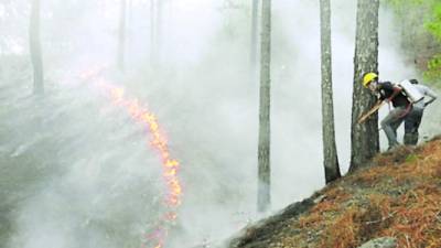 Como pueden, los guardas forestales tratan de apagar el fuego en los bosques.