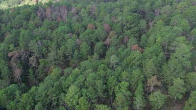 El patrimonio natural de Honduras debe vigilarse para evitar futuros brotes del gorgojo descortezador.
