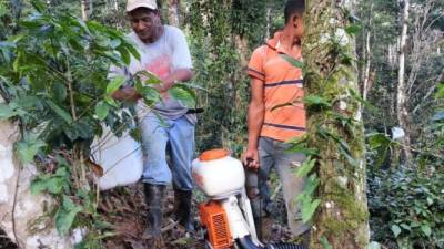 El sector cafetalero no encuentra suficientes cortadores hondureños, por lo que dependen de los extranjeros para recolectar la cosecha, explican autoridades del sector.
