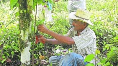 Un cultivador realiza la poda de un árbol de cacao al norte de Honduras.
