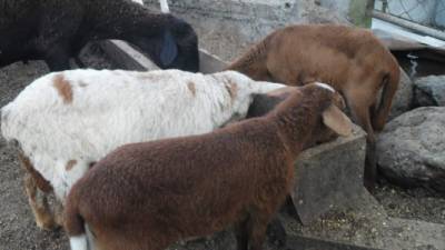 Cabezas de ganado ovino en una finca en El Edén, Santa Bárbara. No hay registros oficiales de este sector.