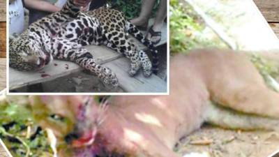 Un jaguar y un puma asesinados en Honduras por pobladores.