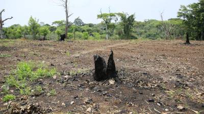 En el Lago de Yojoa, las invasiones, los proyectos de monocultivos y la ganadería están afectando a esa importante área protegida, lo que podría provocar un conflicto socioambiental en la zona.