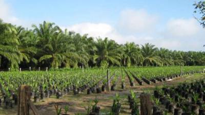 La palma aceitera es uno de los cultivos más representativos en las exportaciones.